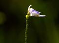 Hairy Bladderwort