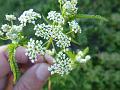 Hairy Chervil