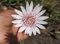 Hairy Gerbera Daisy