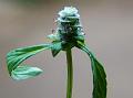 Hairy Gomphrena