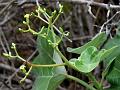 Hairy Jatropha