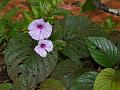 Hairy Morning Glory