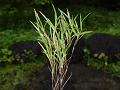 Hairy Rockgrass