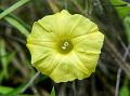 Hairy Yellow Morning Glory