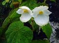 Hairy-Fruit Begonia