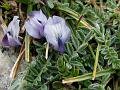 Hairy-Leaved Milk-Vetch