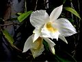 Handsome Flowered Dendrobium