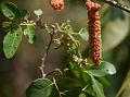 Hard Pear Tree