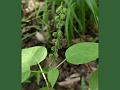 Heart-Leaf Enchanter's Nightshade