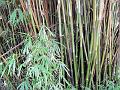 Hedge Bamboo