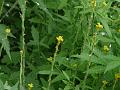 Hedge Mustard