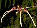 Hidden Bulb-Leaf Orchid