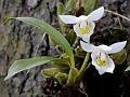 Hidden Coelogyne