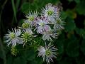 Hill Meadow Rue