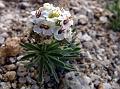 Himalayan Alyssum