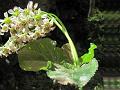 Himalayan Bergenia