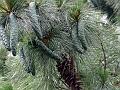 Himalayan Blue Pine