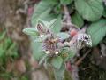 Himalayan Bugle