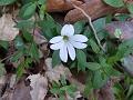 Himalayan Chickweed