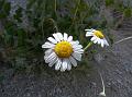 Himalayan Chrysanthemum