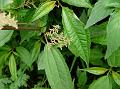 Himalayan Clearweed