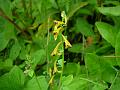 Himalayan Corydalis