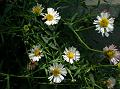 Himalayan Daisy