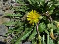 Himalayan Dandelion