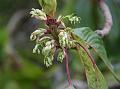 Himalayan Daphne-Leaf