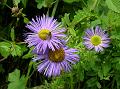 Himalayan Fleabane