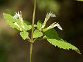 Himalayan Germander