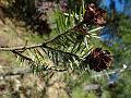 Himalayan Hemlock