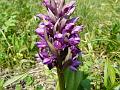 Himalayan Marsh Orchid