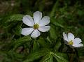 Himalayan May Apple