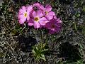 Himalayan Meadow Primrose