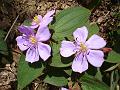 Himalayan Melastome