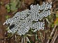 Himalayan Milk Parsley