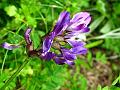 Himalayan Milk Vetch