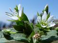 Himalayan Mouse-Ear Chickweed