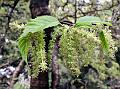 Himalayan Mulberry