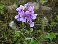 Himalayan Penny-Cress