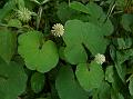 Himalayan Pennywort