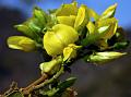 Himalayan Pigeonpea