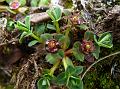 Himalayan Prostrate Spurge