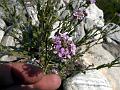 Himalayan Rock-Cress