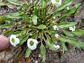 Himalayan Scape Flower