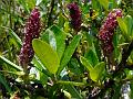 Himalayan Shrub Willow