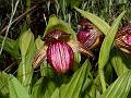 Himalayan Slipper Orchid