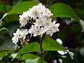 Himalayan Snow Flower