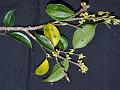 Himalayan Spicebush